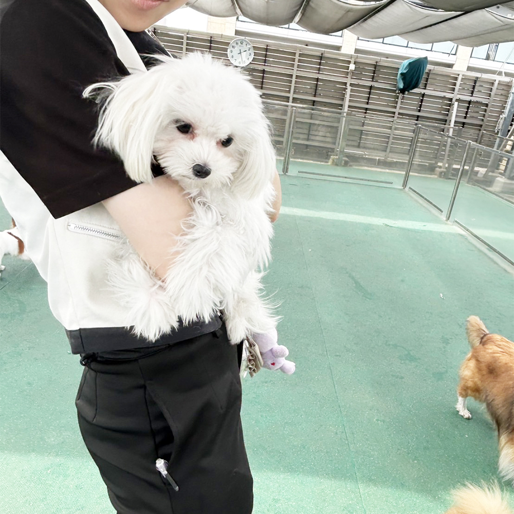生徒が撮影してくれたモデル犬☆①